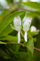 Japanese honeysuckle flowers, close-up 5