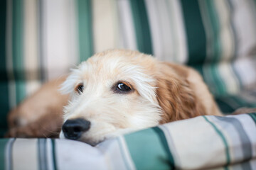 Spaniel dog resting on a soft sofa