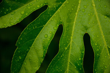 水滴　雨天　ヤツデの葉