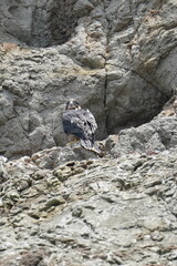 baby of peregrine falcon on a cliff