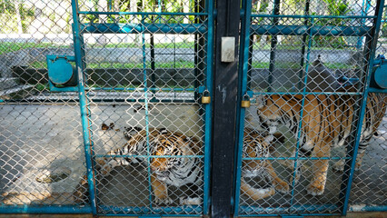 Beautiful tired tigers in the aviary. Tiger Zoo. Some tenderly play with each other, others lie,...