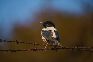 Rosy Starling (Pastor roseus) perched on fence