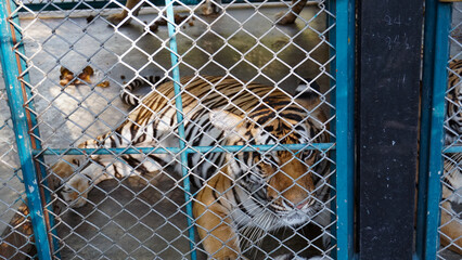 Beautiful tired tigers in the aviary. Tiger Zoo. Some tenderly play with each other, others lie,...