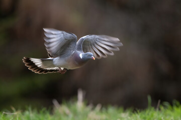 Common wood pigeon in flight