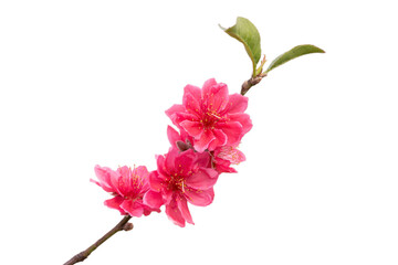 Peach flowers on a white background