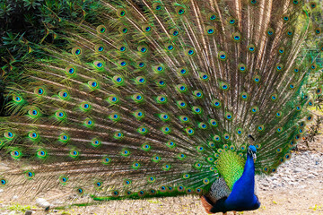 The peacock spread its beautiful tail in the bird's yard. The fairy-tale firebird peacock.