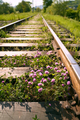 Pink violet blooming clover aka trifolium pratense growing between rails on railway in the fields