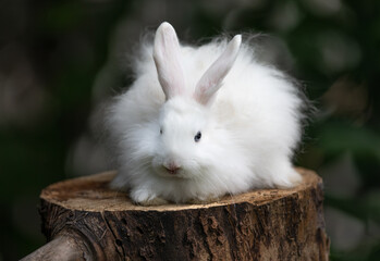 white fluffy rabbit on a stump