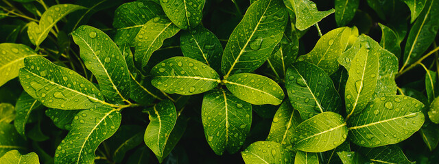 lush leaf with water drops splashing on surface