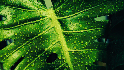 tropical leaf with water drops splashing on surface