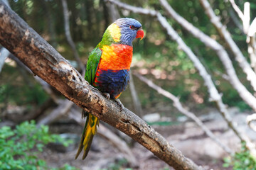 Rainbow Lorikeet (Trichoglossus haematodus) bird resting on tree branch   