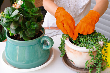 Close up of home gardener caring plants