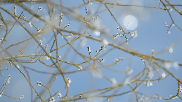 Willow branches ice covered move beautifully in wind. Easter symbol. Bokeh.