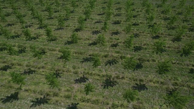 Flying over a tree cultivation. Inspiring clip with environmental and ecologic feelings - 03