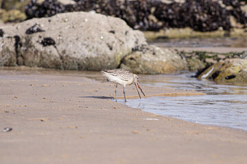 Sandpiper eating worm