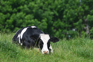 agriculture agricole elevage vache veau viande lait laitier paturage ferme fermier animaux bovin 