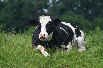 agriculture agricole elevage vache veau viande lait laitier paturage ferme fermier animaux bovin 