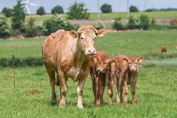 Naklejka na ściany i meble agriculture agricole elevage vache veau viande lait laitier paturage ferme fermier animaux bovin 
