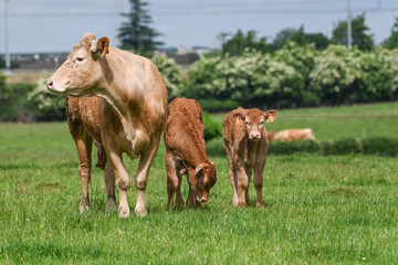agriculture agricole elevage vache veau viande lait laitier paturage ferme fermier animaux bovin 