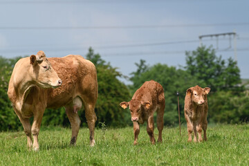 agriculture agricole elevage vache veau viande lait laitier paturage ferme fermier animaux bovin 