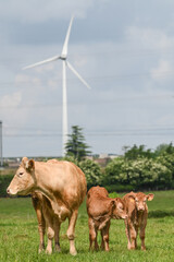 agriculture agricole elevage vache veau viande lait laitier paturage ferme fermier animaux bovin...