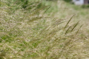 graminees graines polen allergie vert environnement herbes semences vent particules champs campagne sante printemps climat planete