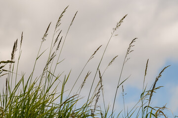 graminees graines polen allergie vert environnement herbes semences vent particules champs campagne sante printemps climat planete