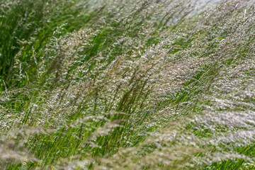 graminees graines polen allergie vert environnement herbes semences vent particules champs campagne sante printemps climat planete