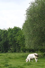 Obraz premium agriculture environnement culture agricole wallonie farming ferme planete climat terre vache veau lait viande bio paturage champs laitier vert animaux elevage bovin