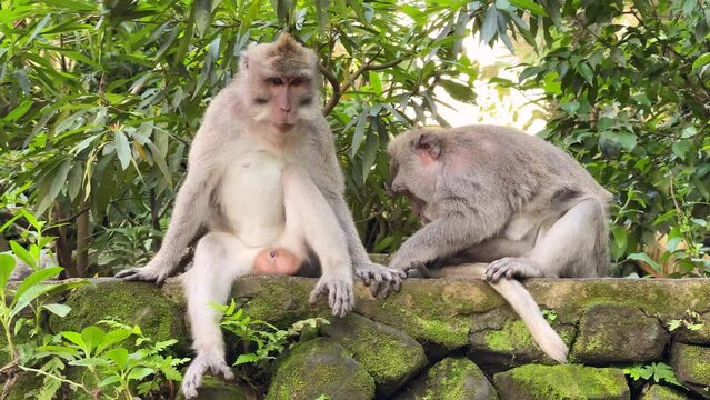 Monkeypox. Epidemic 2022. Monkey female cleans her male from insects, holding the cub in her arms. Grooming among animals. Relationships of great apes. Evolution.