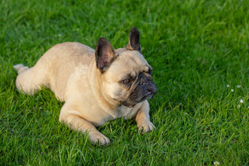 Fototapeta premium Cute dog french bulldog of beige color lies on the grass