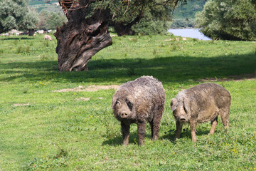 Two Mangalica a Hungarian breed of domestic pigs in the pasture