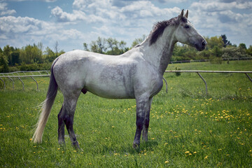 Obraz na płótnie Canvas white horse in the field eating grass
