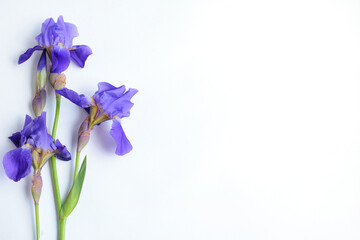 Purple iris on a white background side view. Isolate. copy space
