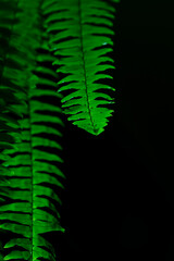 Abstract green fern leaves on black background