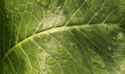 Texture of green leaves, close up. macro background. Raindrops on a plant.