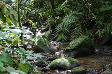 Tropical rainforest