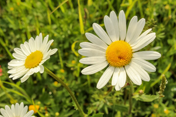 Obraz premium Field of white daisies close-up. Green grass. Blurred background. Two white flowers