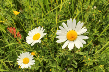 White daisies close up. Meadow of white flowers. Green grass and blurred background. Sunny day. Blooming summer background.