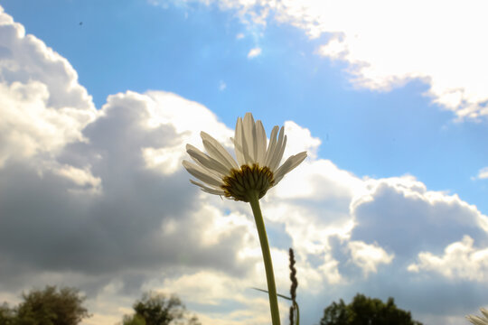 Chamomile On A Background Of Blue Sky And Clouds. White Flower Close Up Bottom View.