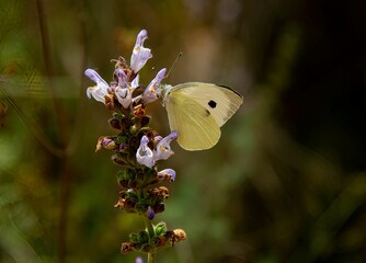 one white and yellow butterfly sitting on the side of a white plant