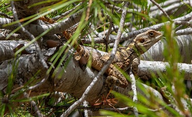one agama lizard sitting on a hiding spot in a pine tree