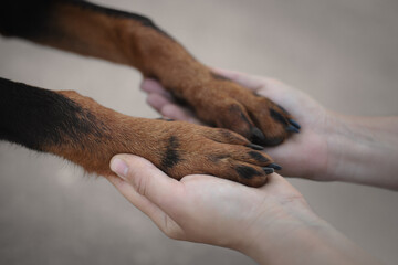 Beautiful big cute dog paw