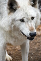 Fototapeta premium White Wolf