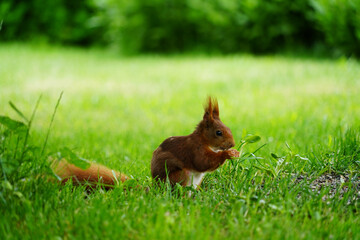 Red squirrel has his fingers close to his mouth, he is eating sunflower seeds