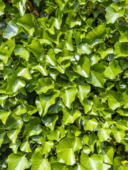 Common Ivy Background. Green Leaves Background