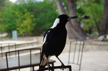 Magpie in Western Australia