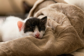 Close-up of sleeping kitten, relaxing and cozy time in the soft blanket