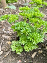 lettuce in the garden