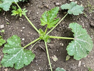 plants in the garden-zucchini 